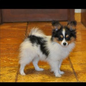 Meet your Posher, Diane